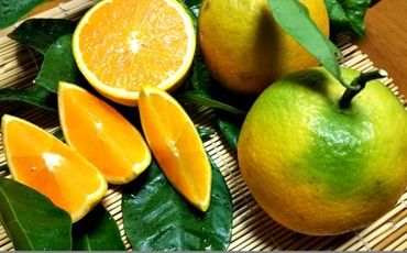 212.【数量限定】有田市生まれのバレンシアオレンジ（約5kg）(A212-1)