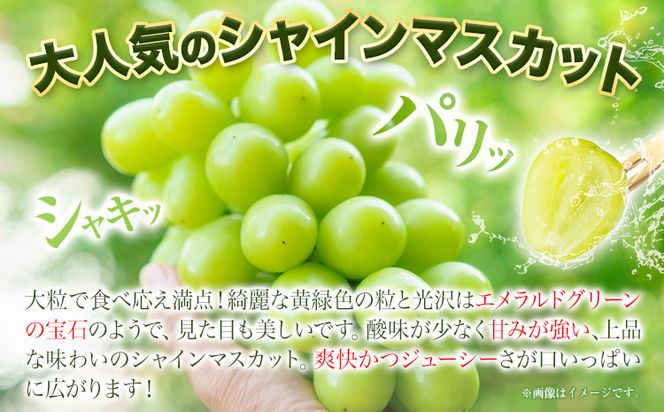 ぶどう 詰め合わせ 2房  青空市きらり 岡山県 矢掛町 葡萄 果物 スイーツ フルーツ デザート シャインマスカット 旬《9月上旬-11月上旬頃出荷》---osy_ckrrbt2h_ad911_23_14000_2h---