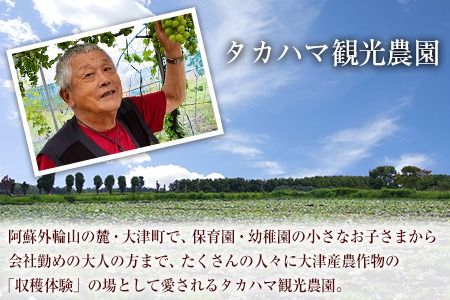 熊本県大津町産 ふくむらさき 5kg《2026年1月上旬-5月末頃出荷》 タカハマ観光農園 さつまいも 芋 紫芋 高糖度---so_takafms_af15_r7_10500_5kg---