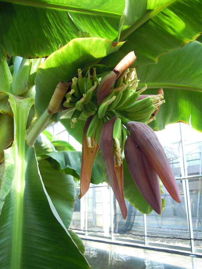 超希少！美浜町産バナナ（モッチリ系の品種）たっぷり2kg入り！