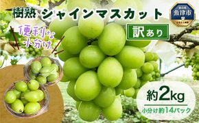 【早期予約】訳あり シャインマスカット 約2kg 樹熟 粒 14パック｜ 樹熟 粒 約14パック 富山県産 マスカット ぶどう ブドウ 葡萄 ※北海道・沖縄・離島への配送不可 ※2026年10月～発送