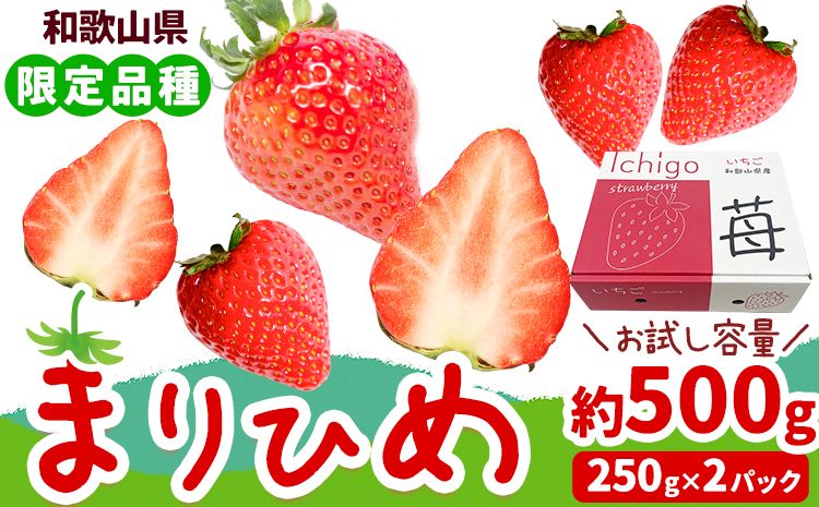 いちご まりひめ 約500g ( 250g × 2パック ) お試し パック 苺 イチゴ JAわかやま 紀の里地域本部[2026年2月中旬-3月末頃出荷] 和歌山県 紀の川市 青果物 果物 くだもの フルーツ スイーツ---wsk_cjak25_2c3m_24_8000_500g---