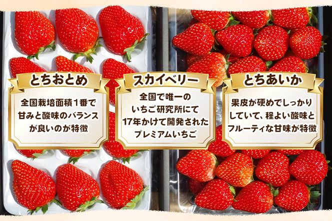 いちごの贅沢！栃木の3品種食べ比べセット《12月より順次出荷》｜とちあいか とちおとめ スカイベリー いちご 苺 フルーツ 果物 産地直送  [0562]（栃木県矢板市） | ふるさと納税サイト「ふるさとプレミアム」