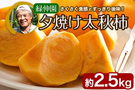 『緑伸園』の大玉 夕焼け太秋柿 約2.5kg 4-7玉前後 [11月下旬-12月中旬頃出荷] 予約受付中 フルーツ 秋 旬 柿 ★大きく綺麗な秋の夕日のような色と形★---sg_cryokukaki_11h_r7_13500_5kg---