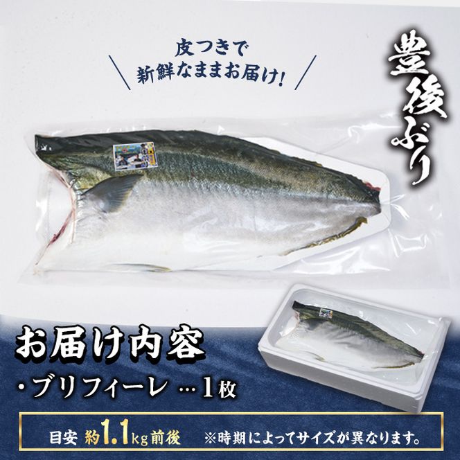 豊後ぶりフィーレ (計約1.1kg) 鰤 真空パック 刺身 さしみ 刺し身 照り焼き ブリしゃぶ しゃぶしゃぶ 大分県 佐伯市【GD002】【東海シープロ (株)】