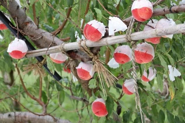 yRxm͌Βz26Ns\񁄁y󂠂z͌΂ŏ͔̓|IIWiuhxmw󂠂x(RL) FAH001