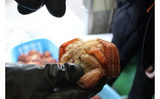 【令和8年発送】【訳あり】三陸産活毛ガニ1～10㎏【2026年2月〜4月発送】【配送日指定不可】【0tsuchi00957-202502】【08】