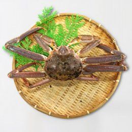 1331 鳥取の冬の味覚「茹で松葉がに」訳ありセット(２kg以上)(井上勝義商店・もとうお)
