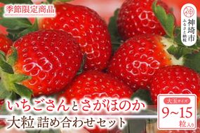 【先行受付】いちごさん さがほのか 大玉いちごセット 9粒から15粒（約350g）【令和7年1月中旬より順次発送 果物 いちご 苺 いちごさん さがほのか】(H101101)