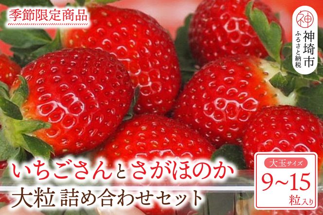 【先行受付】いちごさん さがほのか 大玉いちごセット 9粒から15粒（約350g）【令和7年1月中旬より順次発送 果物 いちご 苺 いちごさん さがほのか】(H101101)