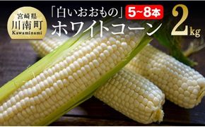 【令和7年発送】政岡さんちのスイートコーン「白いおおもの（ホワイトコーン）」2kg 【 先行予約 数量限定 期間限定 とうもろこし スイートコーン 2025年発送 先行受付 宮崎県産 九州産 】 [D06504]