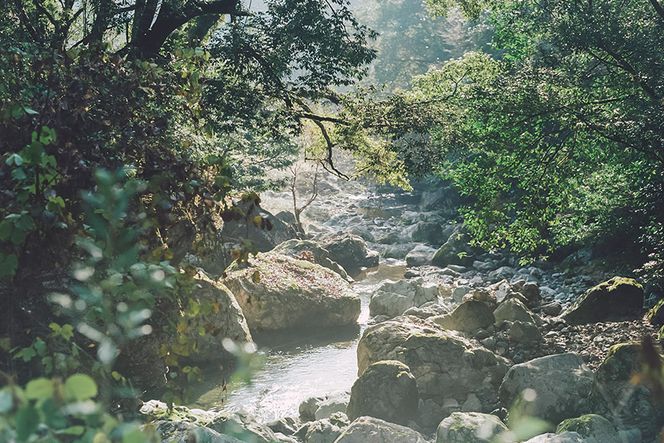 鹿モモ肉 約700g [日添 熊本県 五木村 51120300] ジビエ 紅葉 もみじ 低カロリー 熊本県 五木村 特産