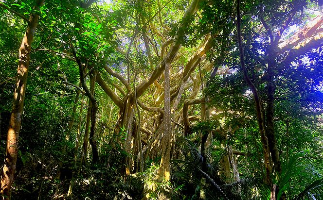 沖縄県北部やんばる・ガジュマルの王様に会いに行こう♪【6名様】