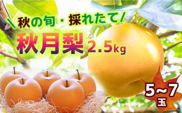 【2024年収穫】森本果樹園の秋月梨 2.5㎏（5～7玉）