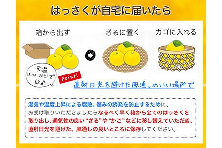 先行予約 和歌山県産 八朔(はっさく) 約10kg 前商店《2025年1月上旬-1月末頃出荷》産地直送 柑橘---wsk_ucsbhsk_ac1_22_16000_10kg---