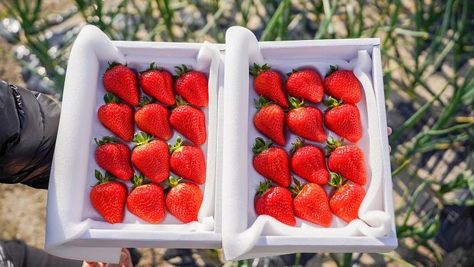 （予約受付中）【いちご定期便】（1月2月3月お届け）まるで赤いサファイア!!丹精込めた完熟いちご!! 約450g×3回 H130-013