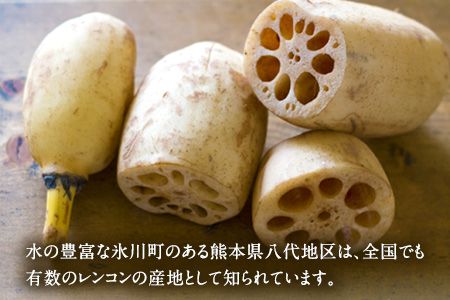 レンコン 約5kg 熊本県氷川町産 道の駅竜北《11月下旬-3月末頃出荷》 蓮根 根菜 きんぴら 熊本県氷川町---sh_cmitiren_cf113_r7_16500_5kg---