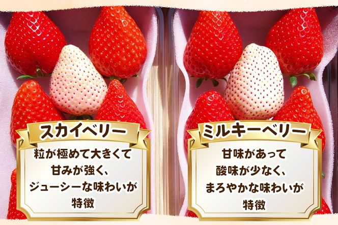 大粒スカイベリー 白いちごミルキーベリー 食べ比べセット《12月中旬より順次発送》｜いちご 苺 イチゴ フルーツ 果物 産地直送 [0568]