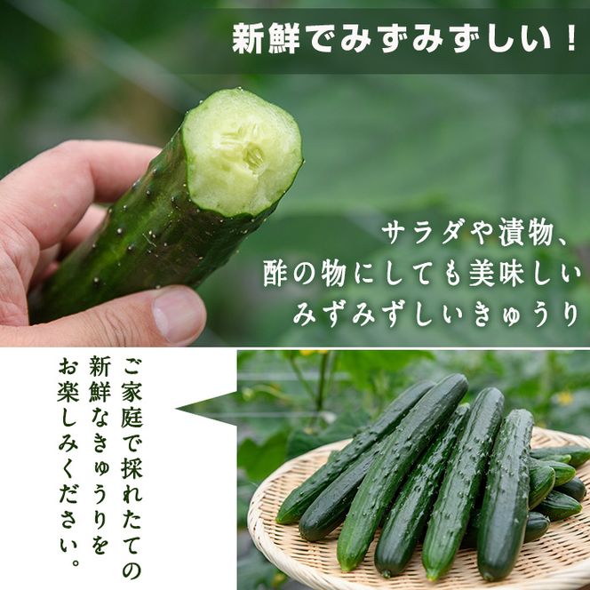 宮崎県産きゅうり(5kg)野菜 やさい 旬 新鮮 サラダ キュウリ 胡瓜 冷蔵 宮崎県産【NS-1】【中澤農園】