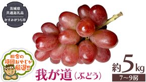 我が道 （ ぶどう ） 約5キロ（7～9房）【9月から発送開始】 （茨城県共通返礼品 [ぶどう]：かすみがうら市産） ぶどう 我が道 果物 フルーツ 季節 旬 [BI391-NT]