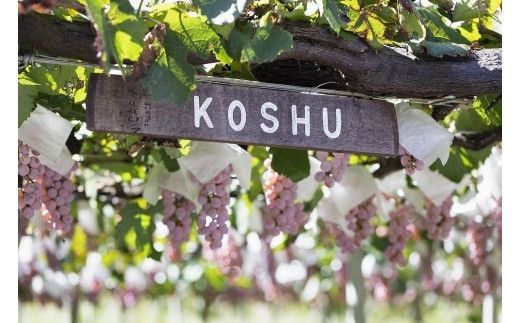 トラディショナル スパークリング　KAKITSUBATA FAM002