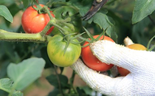 まっことうまい！水田さんのフルーツトマト【約２kg×3箱 / 化粧箱入】