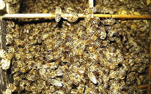 日本蜜蜂はちみつセット C（はちみつ（大） 160g × 3本）