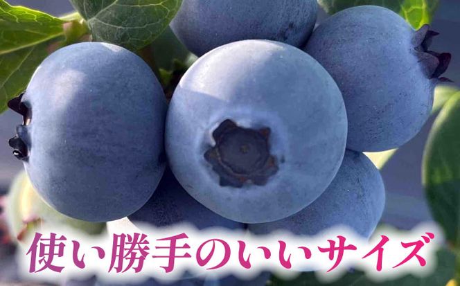 ＼毎年8月より順次発送/あいさいベリー（ブルーベリー冷凍果実）250g×2パック 産地直送 腸活 美肌 冷凍ブルーベリー 愛西市 / あいさいベリーLABO [AEBZ005]