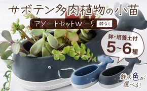 サボテン多肉植物の小苗アソートセットＷーＳ（棘なし）　寄せ植え説明書付　sh002