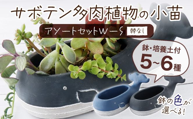 サボテン多肉植物の小苗アソートセットWーS(棘なし) 寄せ サボテン多肉植物の小苗アソートセットWーS(棘なし) 寄せ
