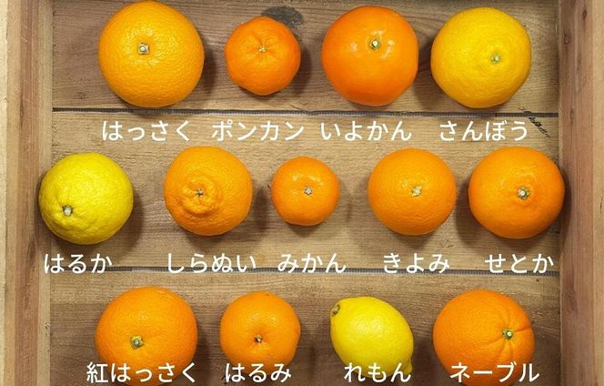 旬の柑橘食べ比べ 柑橘ごろごろ 3種 箱込 7.5kg(内容量約 6.8kg) 秀品 優品 混合 和歌山県産 産地直送 【おまけ付き】【みかんの会】AX249