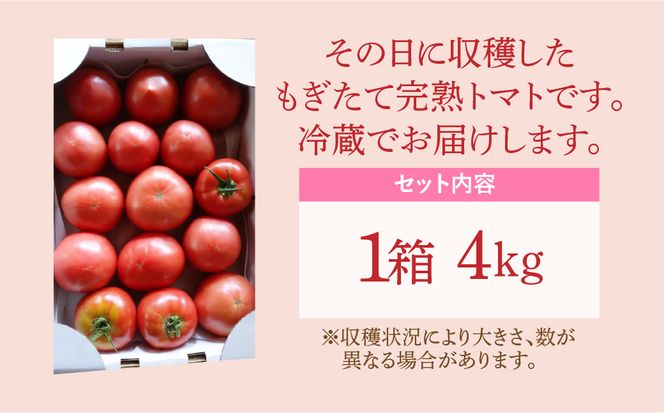 【 先行予約 】朝採り 完熟トマト 4kg（大玉） 鮮度抜群 がもう農園 直送 7月より発送 福島県 田村市