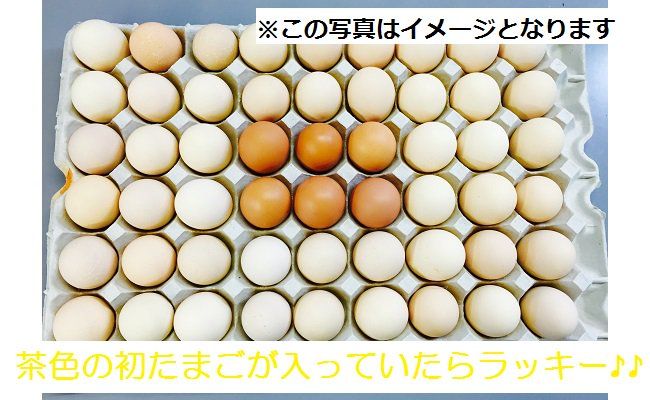 B1810初たまご　プレミアムひまわりたまご（２段）※破卵補償10個含 卵 鶏卵 玉子