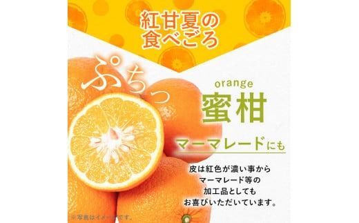＜先行予約受付中！2026年2月以降順次発送予定＞数量限定！鹿児島県産紅甘夏みかん(約10kg・28玉～32玉)国産 果物 フルーツ【鹿児島いずみ農業協同組合】akn018-05