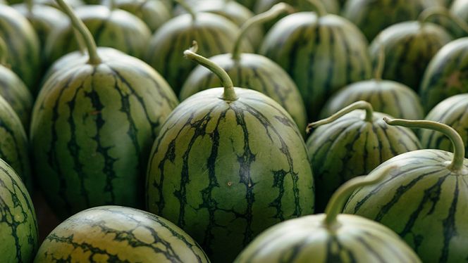 【 先行予約 2026年7月下旬以降発送 】 小玉 スイカ ピノ・ガール 2玉 優以上 NONAKA HIROSHI FARM すいか 西瓜 数量限定 甘い 夏 果物 旬 [AX029ya]