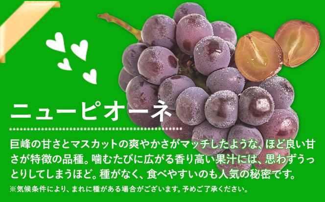 【先行予約】岡山県産 訳あり ニューピオーネ シャインマスカット 詰め合わせ 約1.2kg 2房《9月上旬～10月中旬頃に出荷予定(土日祝除く)》 葡萄 果物 訳あり 優品 厳選出荷 スイーツ フルーツ デザート 岡山県矢掛町 数量限定 種なしぶどう---osy_cwsmnp_ae9_26_13500_s---