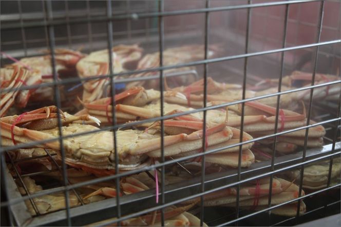 かに卸問屋がお届け・自社釜ゆで！山陰沖ゆで松葉がに 700ｇ～800ｇ 中大サイズ（12月発送）／北畿水産　HK00310