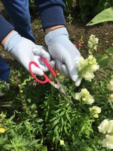 お庭の鋏２種と中耕くわ「もん太」３点セット