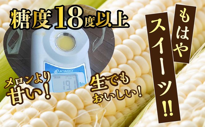＜25年発送先行予約＞富士山の大地から待望の白いとうもろこし！フルーツではなくもはやスイーツ☆純白富士恵味6～8本 白い恵味 FAH007