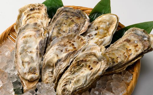 ＼先行予約／北海道 仙鳳趾名産 牡蠣 100g～149g×20コ かき漁師直送 K5-1＜出荷期間：2026年6月1日～11月末＞＜センポウシ : 釧路町の東 厚岸湾の西 カキの名産地＞ | せんぽうし 牡蠣 生食用 殻付き 牡蠣 絶品 産地直送 北海道 釧路町 釧路超 特産品　121-1267-27