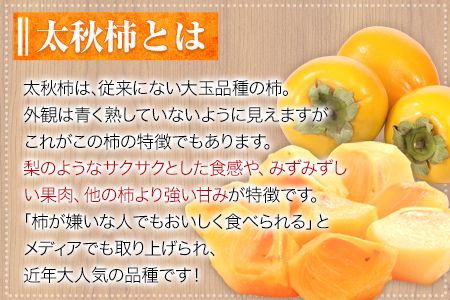 『緑伸園』の大玉 夕焼け太秋柿 約2.5kg 4-7玉前後 《11月下旬-12月中旬頃出荷》 予約受付中 フルーツ 秋 旬 柿 ★大きく綺麗な秋の夕日のような色と形★---sg_crykkaki_h11_24_14000_2500g---