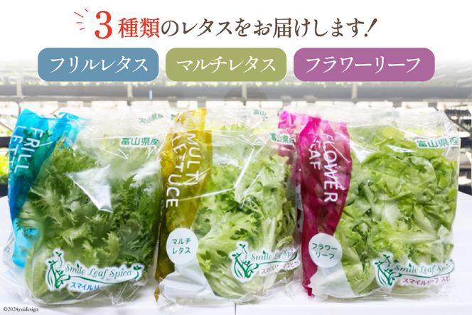 富山のおいしい水で生産した安心野菜（6袋） / 北陸機材 / 富山県 舟橋村 [57050100] 野菜 野菜セット フラワーリーフ フリルレタス マルチレタス 水耕栽培