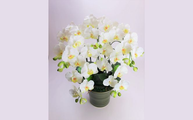 綺麗で丈夫な三河陶器で贈る光触媒胡蝶蘭大輪５本立（グリーンの陶器×白色の花） H100-094