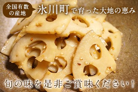 レンコン 約3kg 熊本県氷川町産 道の駅竜北《11月下旬-3月末頃出荷》 蓮根 根菜 きんぴら 熊本県氷川町---sh_cmitiren_cf113_r7_13500_3kg---