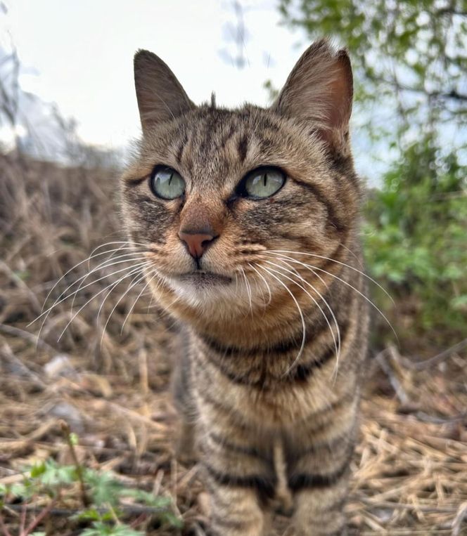 【返礼品なし】「てくてくさくらねこ」　地域猫活動支援【てくてくさくらねこの会】_HA1118