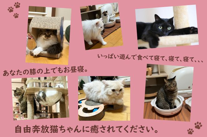 鹿嶋市の癒しの空間　猫カフェでまったり　猫かふぇジュエリー　１時間利用券セット　１名様 （KCS-1）
