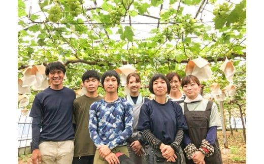 【2026年発送】特大房！ みなさんの応援から大きく実った特大シャインマスカット 約800g以上（1房）【数量限定】 フルーツ H004-152