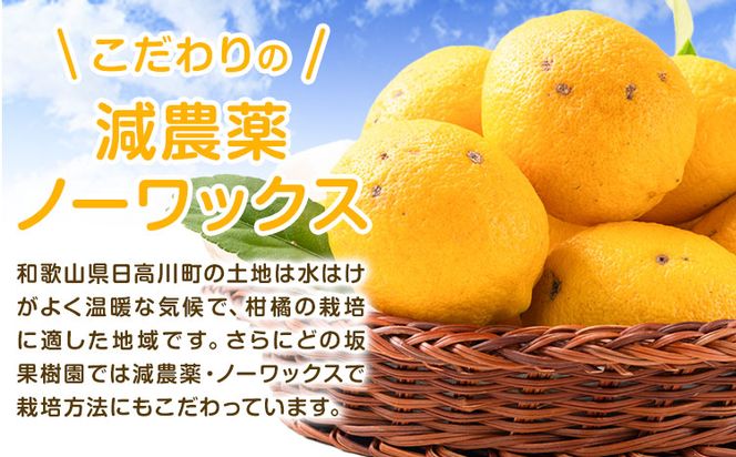 レモン 訳あり 国産 レモン 5kg (サイズ混合) ノーワックス 減農薬 どの坂果樹園《2025年2月上旬-5月末頃より出荷》 和歌山県 日高川町 レモン れもん 檸檬 家庭用 旬 新鮮 果物 柑橘 フルーツ 訳あり 大容量 Lemon remon 送料無料---wshg_248_ac25_23_10000_5kg---