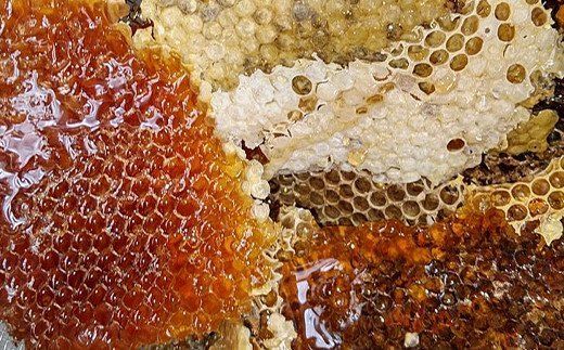 ナッツ・日本蜜蜂はちみつ・クリームセットA（はちみつ木の実100g× 1パック、はちみつ（中） 80g×1本、三崎和蜂蜜蝋保湿クリーム 20ml×1本）