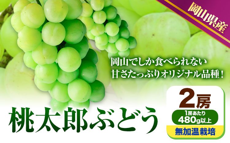 [先行予約] 岡山県産 桃太郎ぶどう 2房 (480g以上) 無加温栽培[配送不可地域あり] [9月上旬-10月末頃に出荷予定(土日祝除く)] 岡山県 矢掛町 ぶどう 葡萄 果物---osy_chbf6_af9_25_21500_2---